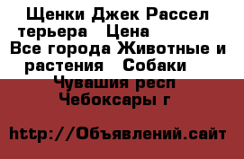 Щенки Джек Рассел терьера › Цена ­ 20 000 - Все города Животные и растения » Собаки   . Чувашия респ.,Чебоксары г.